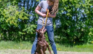 Brain Training for Dogs