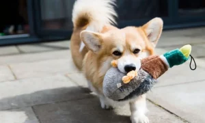 Teach Your Dog the Names of Their Toys